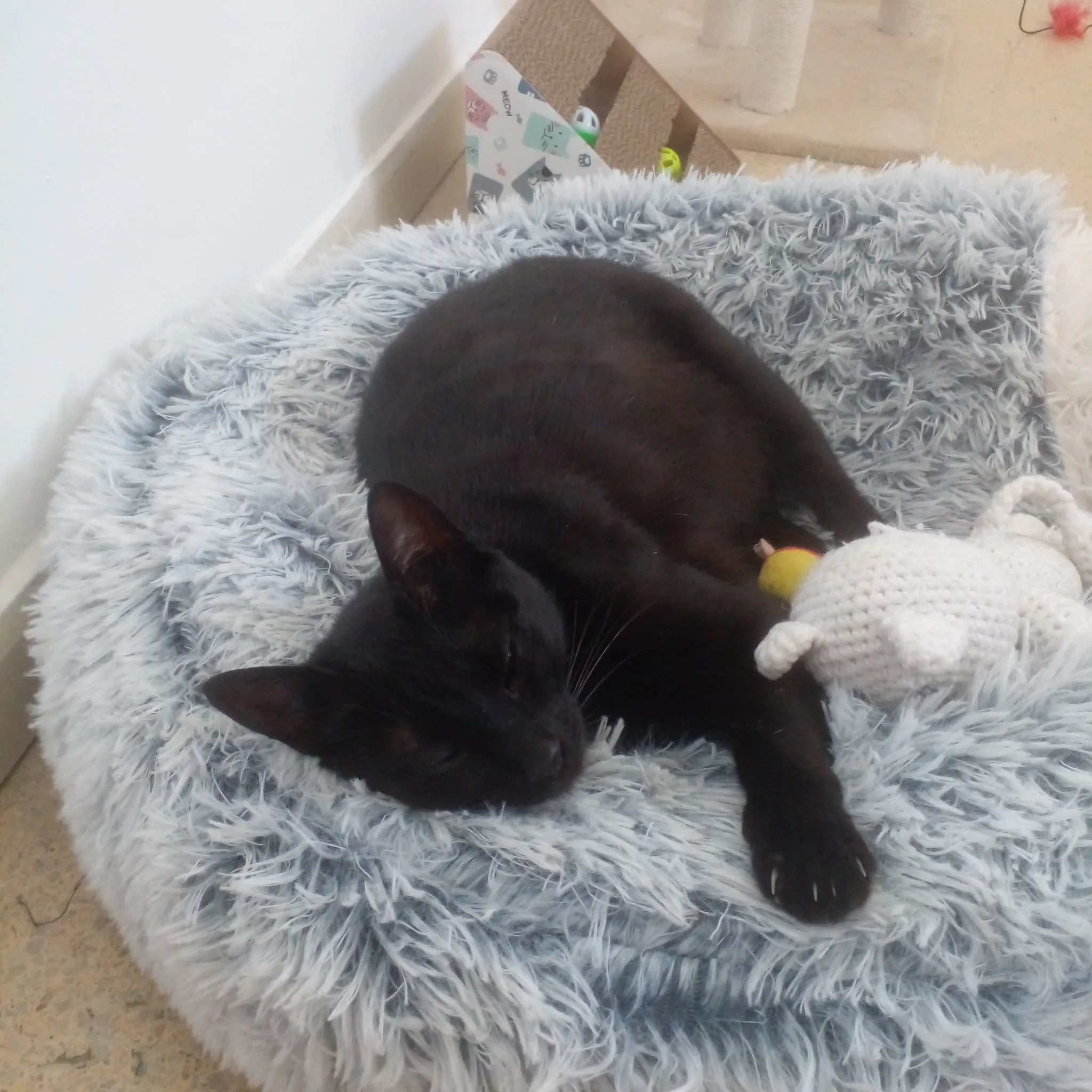 Otra foto de gatito negro descansando en su cama