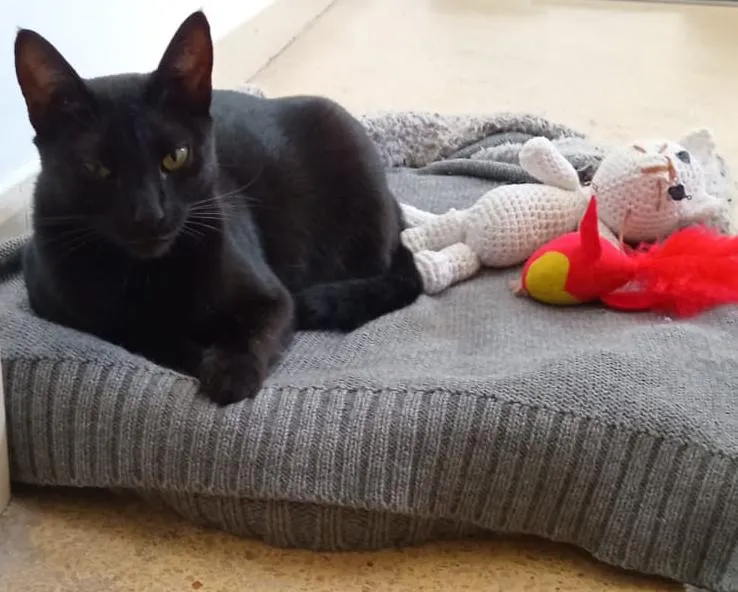 Foto de gatito negro descansando en su cama
